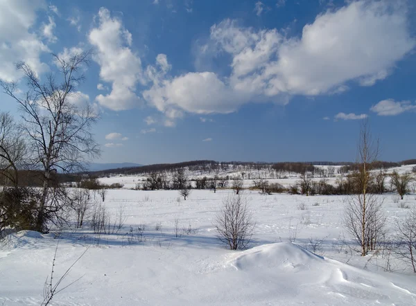 Vinterlandskap på kanten av en äng — Stockfoto