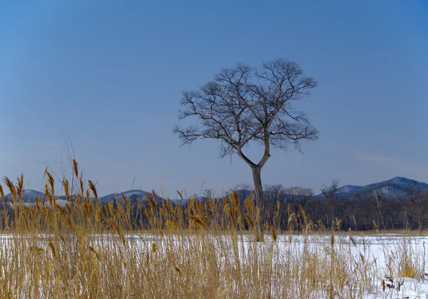 The Tree and bulrush in winter — Stock Photo, Image