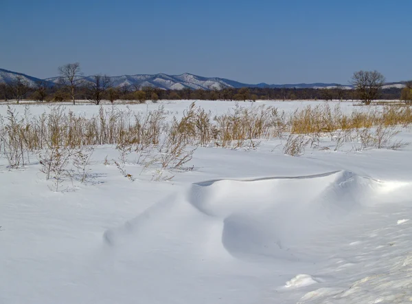 Vinterlandskap på kanten av en äng — Stockfoto
