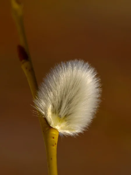 Το λουλούδι του ιτιά μουνί — Φωτογραφία Αρχείου