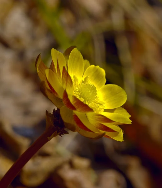 Весенний цветок Adonis amurensis — стоковое фото