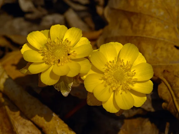 Die Frühlingsblume Adonis amurensis — Stockfoto