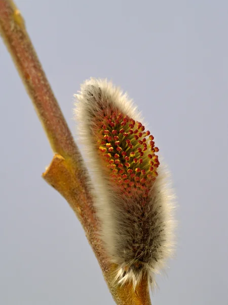 Квітка кицька верби — стокове фото