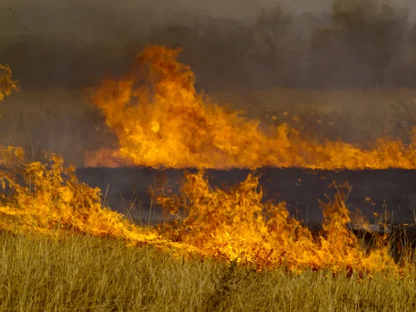 stock image The Autumn meadow with burninging herb