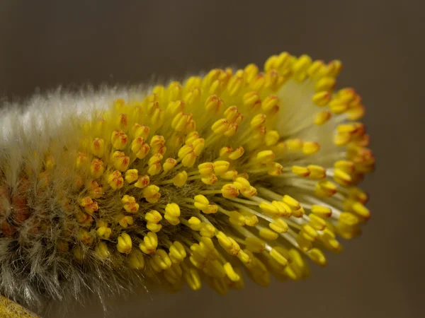 La flor del sauce coño — Foto de Stock