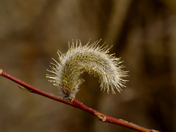 The Flower of pussy willow — Stock Photo, Image