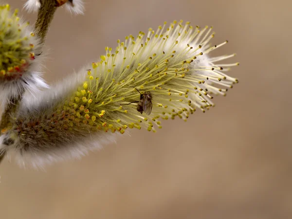 버들 강아지 버드 나무의 꽃 — 스톡 사진