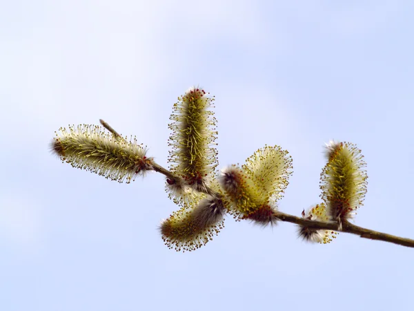 De bloem van pussy willow — Stockfoto