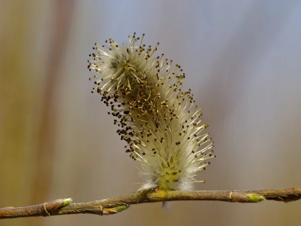 A flor de salgueiro buceta — Fotografia de Stock