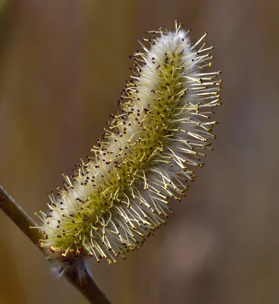 Die Blume der Muschi Weide — Stockfoto