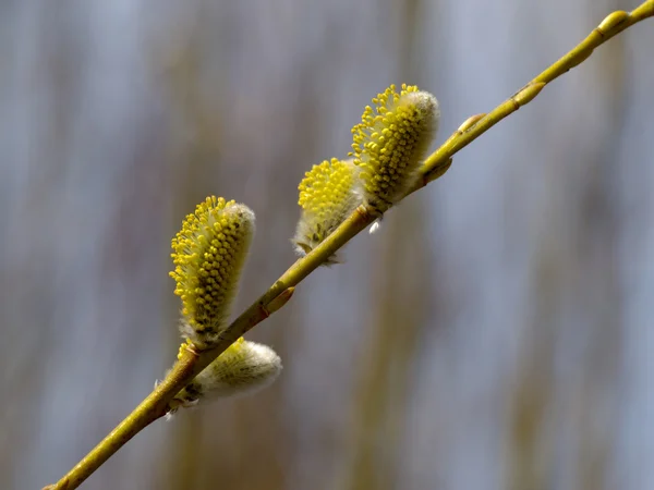 Květina pussy willow — Stock fotografie