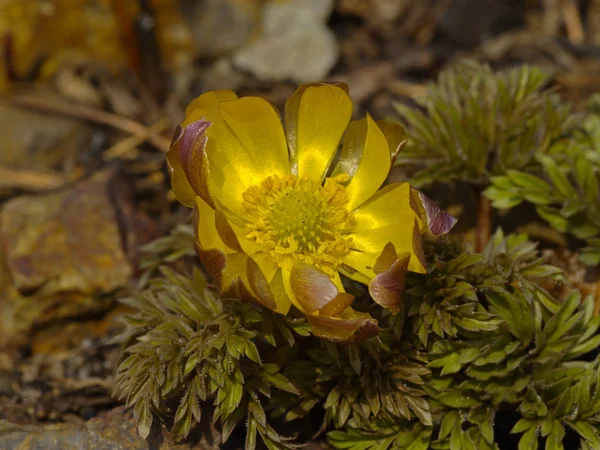 La flor de primavera Adonis amurensis — Foto de Stock