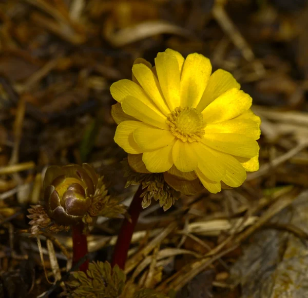 Весенний цветок Adonis amurensis — стоковое фото