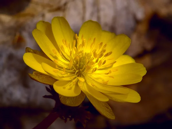 Il fiore primaverile Adonis amurensis Fotografia Stock