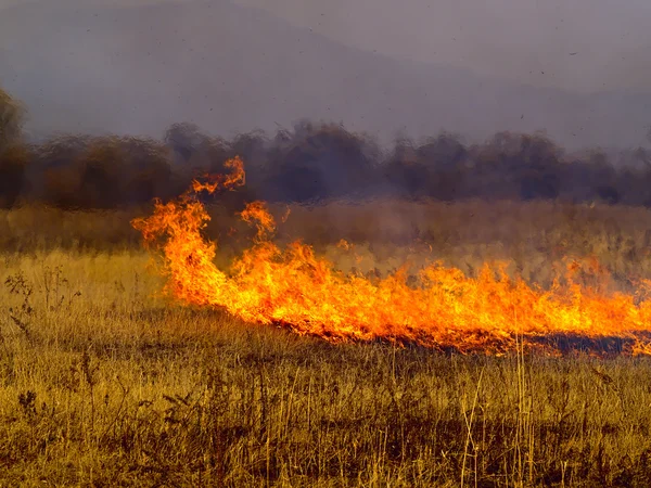 Az őszi réten burninging gyógynövény Jogdíjmentes Stock Képek