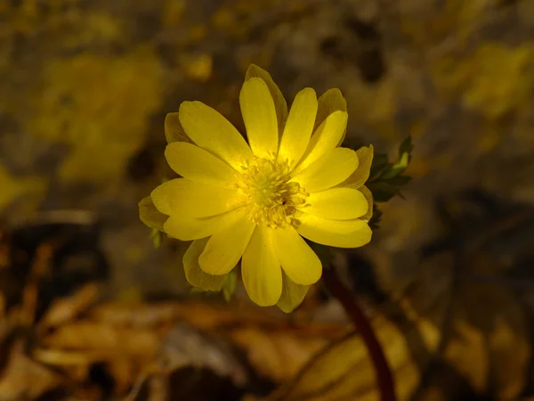 La flor de primavera Adonis amurensis — Foto de Stock