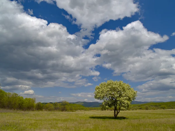 Der einsame Baum und der bewölkte Himmel — Stockfoto