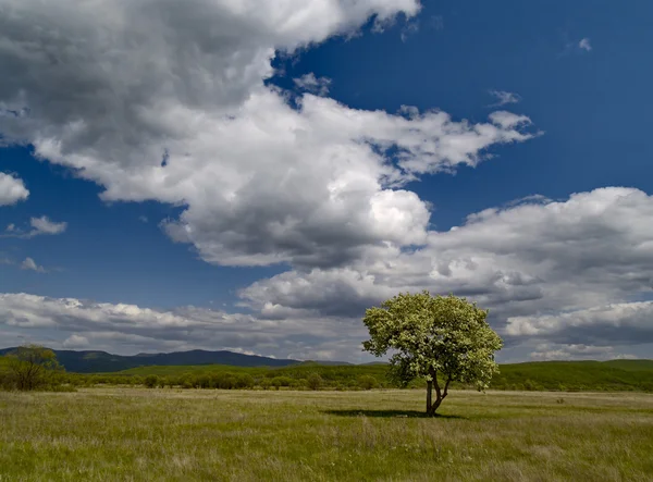 ツリーと雲と風景 — ストック写真