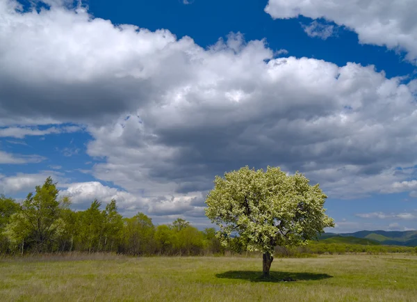 Το μοναχικό δέντρο και συννεφιασμένο ουρανό — Φωτογραφία Αρχείου