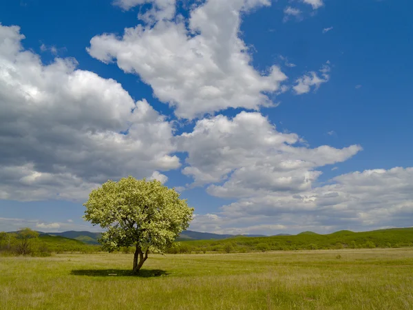 Одинокое дерево и облачное небо — стоковое фото