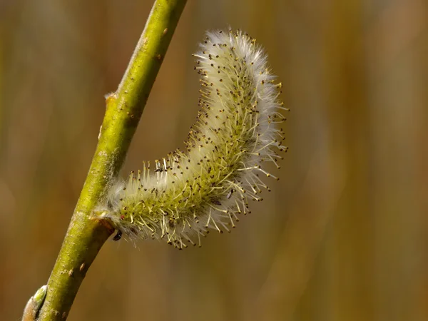 A flor de salgueiro buceta — Fotografia de Stock