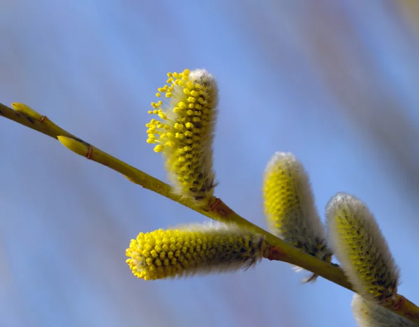 De bloem van pussy willow — Stockfoto