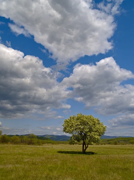 The Solitary tree and cloudy sky Royalty Free Stock Photos