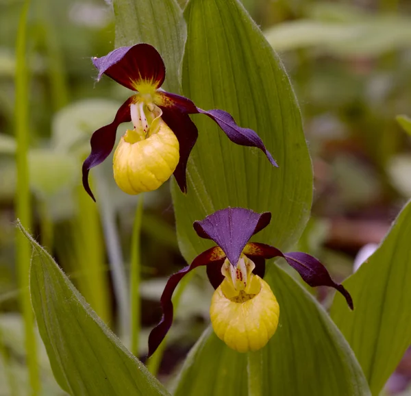 Dřevo orchidej — Stock fotografie