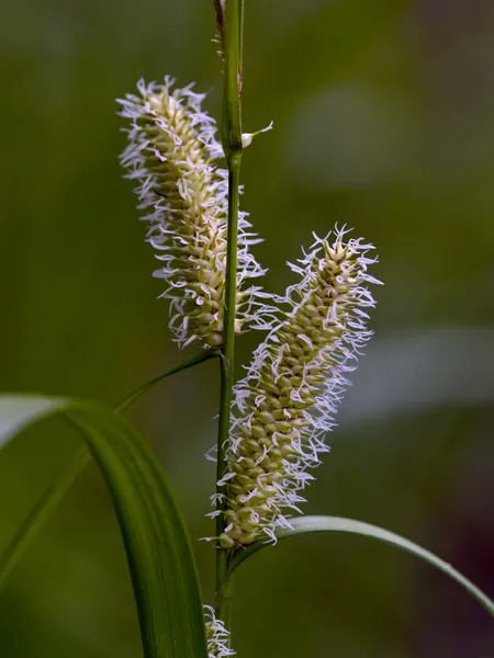 開花のカヤツリグサ — ストック写真