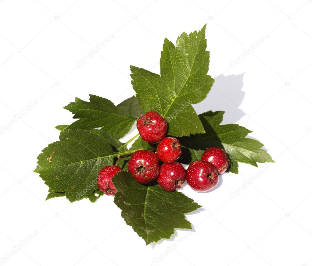 The Branch of hawthorn with fruits