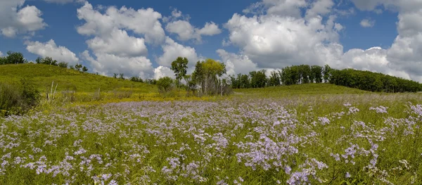 夏パノラマ花の草原 — ストック写真