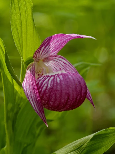 The timber orchid — Stock Photo, Image
