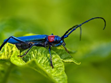 The Brilliant blue bug clipart