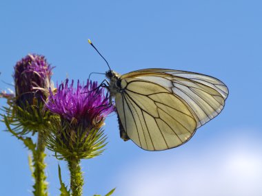 Kelebek thistle üzerinde