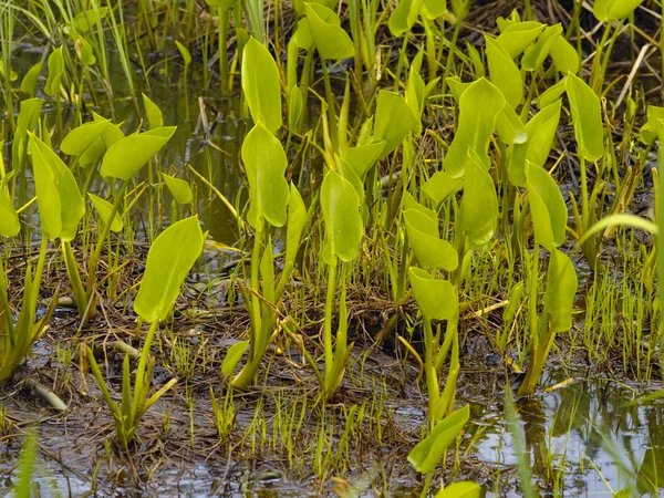 Broto de pântano de ervas — Fotografia de Stock