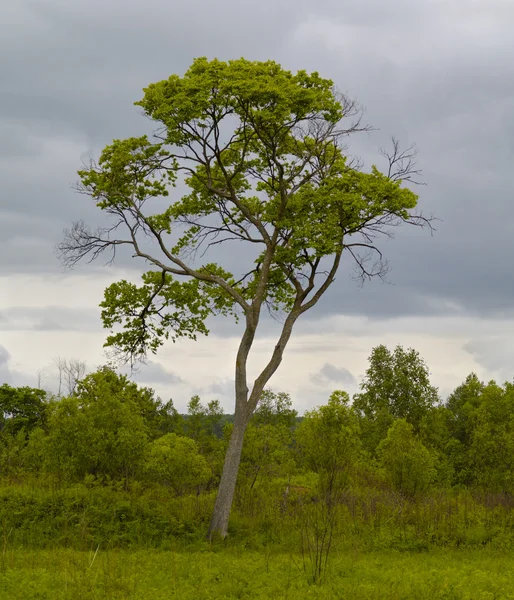 The Solitary tree — Stock Photo, Image