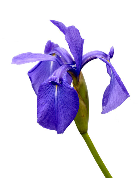 Flower an iris is isolated on leucorrhoea background