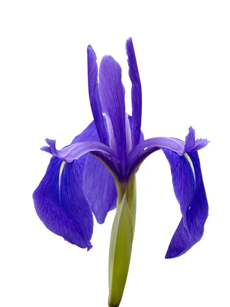 stock image Flower an iris is isolated