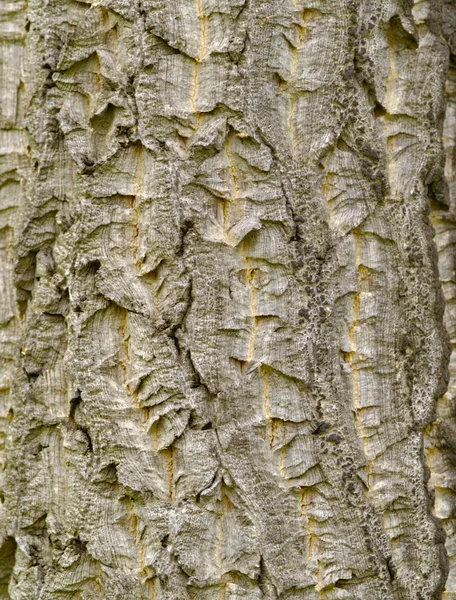 Bark of cork oak — Stock Photo, Image