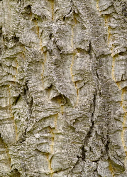 Corteccia di quercia da sughero — Foto Stock