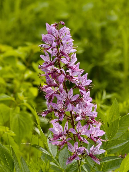 stock image Raceme wild colour lilac colour