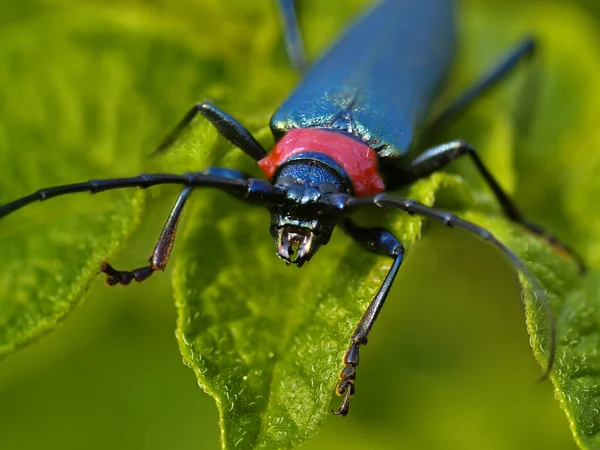O inseto azul brilhante — Fotografia de Stock