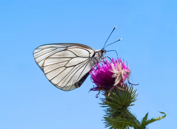 De vlinder op distel — Stockfoto