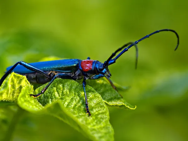 Der leuchtend blaue Käfer lizenzfreie Stockbilder