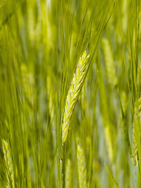 Nezralá pšenice ucho — Stock fotografie