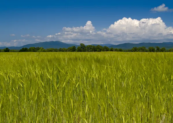 Pole nezralá pšenice Rusko — Stock fotografie