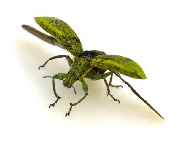 El insecto verde está aislado — Foto de Stock