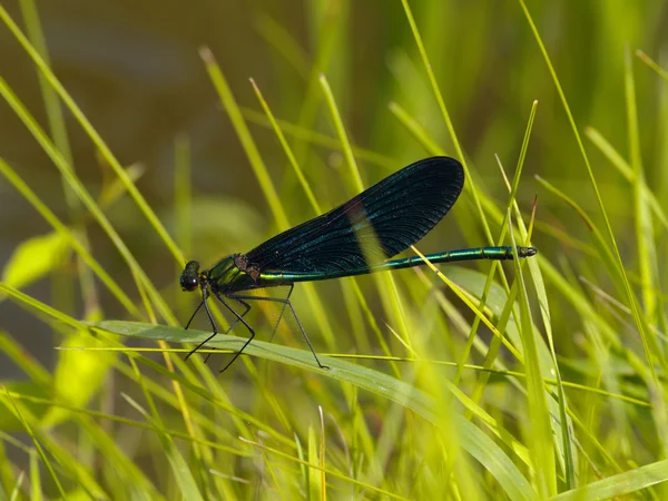 Блестящая голубая стрекоза в траве — стоковое фото