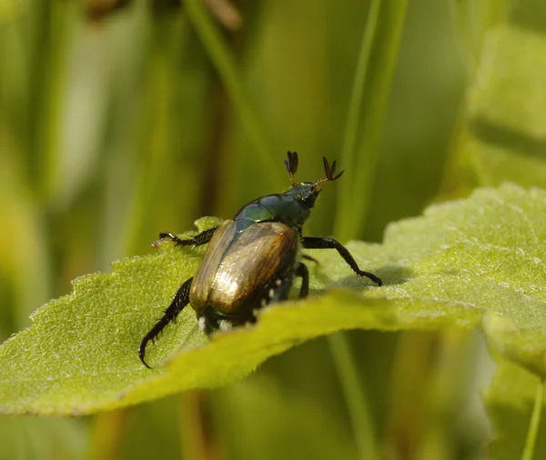 Бурый жук с длинными усами — стоковое фото