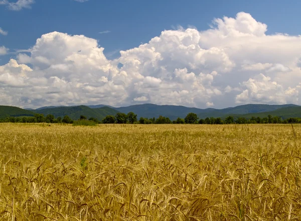 Pole spěchal pšenic — Stock fotografie